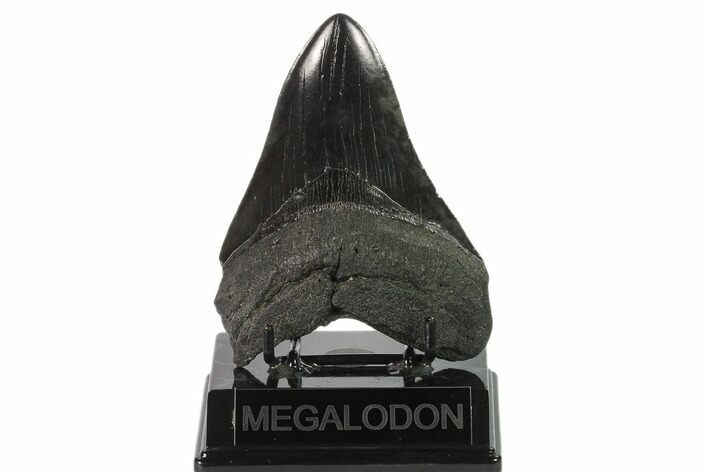 Fossil Megalodon Tooth - South Carolina #135927